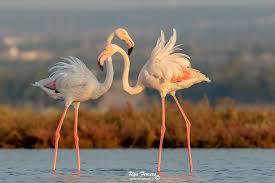 Riserva Naturale Palude del Conte